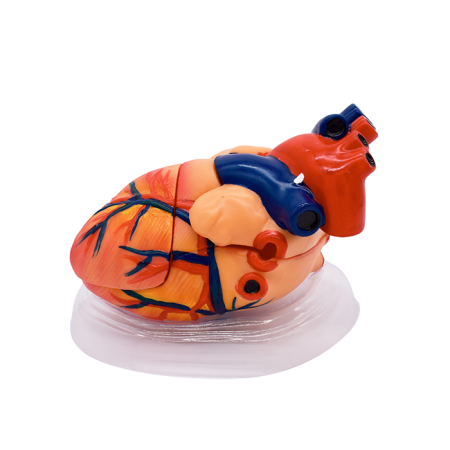 Модель «Сердце человека» (демонстрационная)